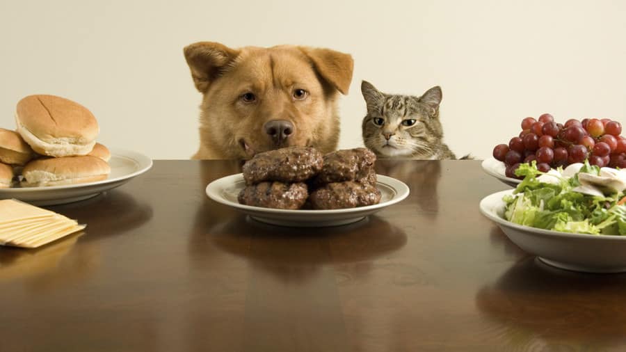 Dog and cat eating meat and vegetables