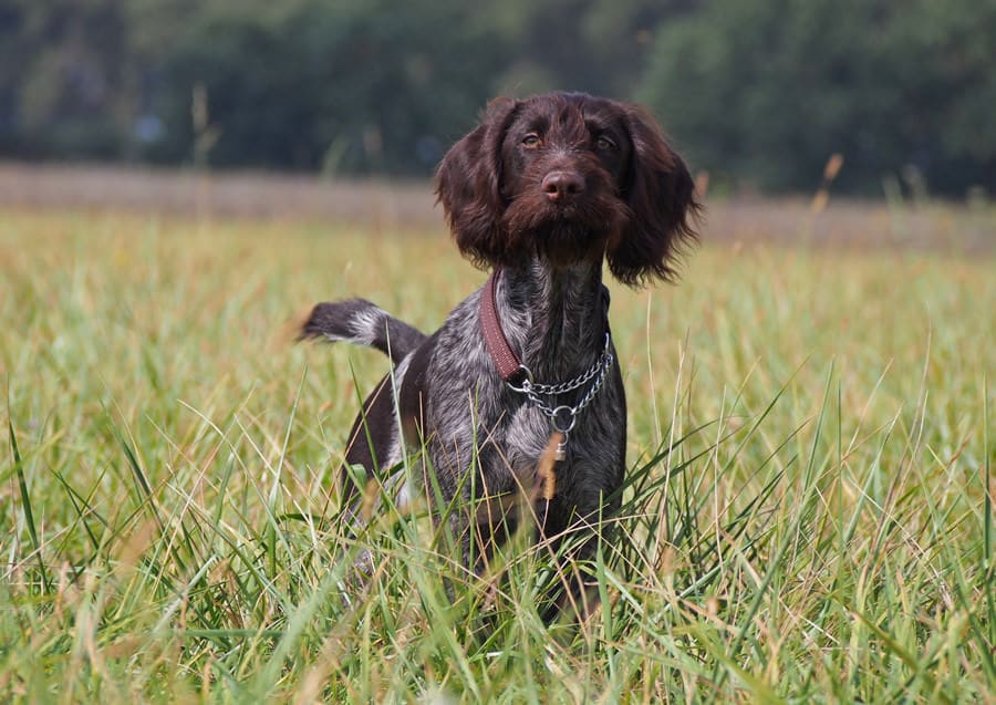 Wirehaired Coats