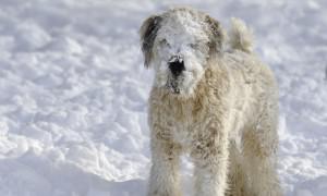 Curly Coats