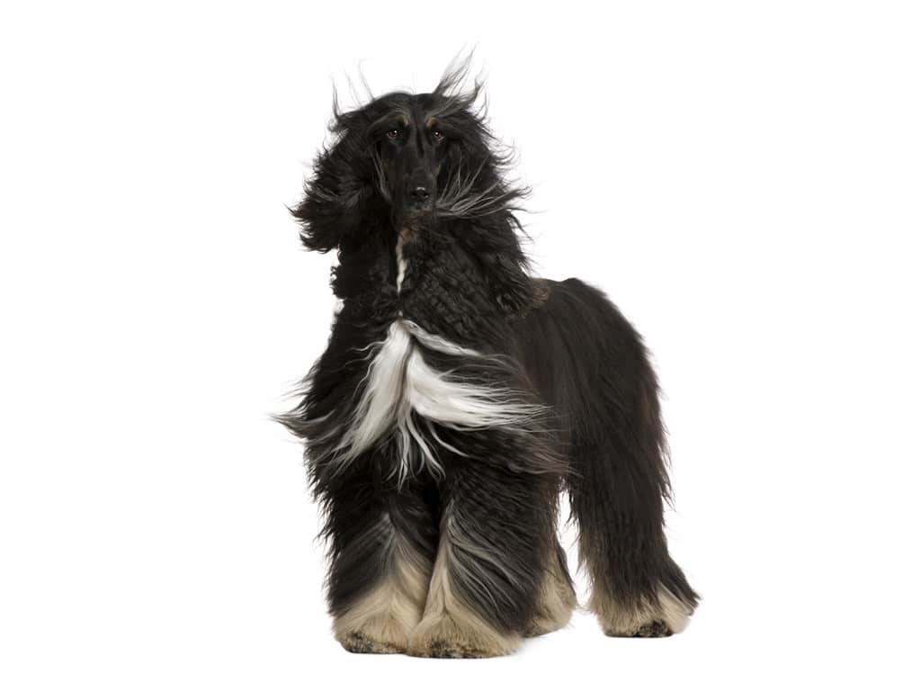 afghan hound