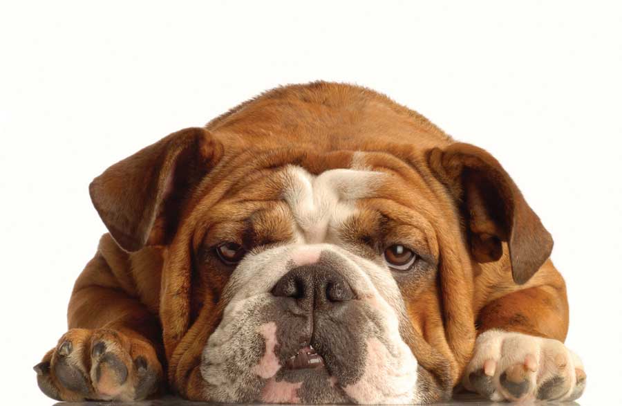 English Bulldog Dogs Breed - Information, Temperament, Size