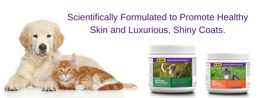 Dog or Cat Skin Problems? Solutions For Healthy Skin & Beautiful Coat