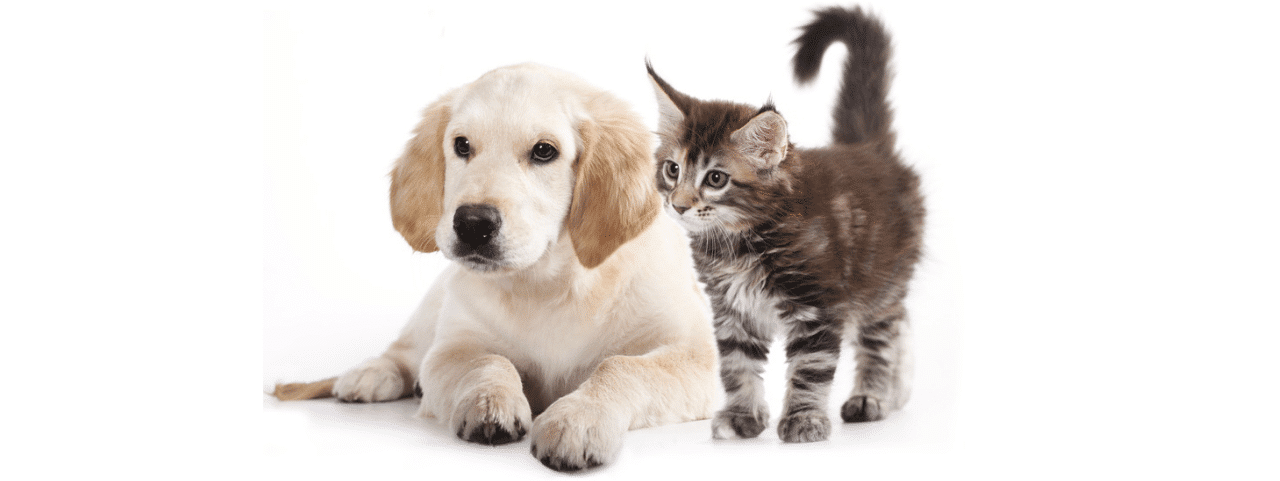 Complete Guide to Arthritis in Cats & Dogs