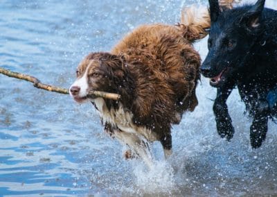 Ultimate Fitness & Health for Dogs | Dog Supplement