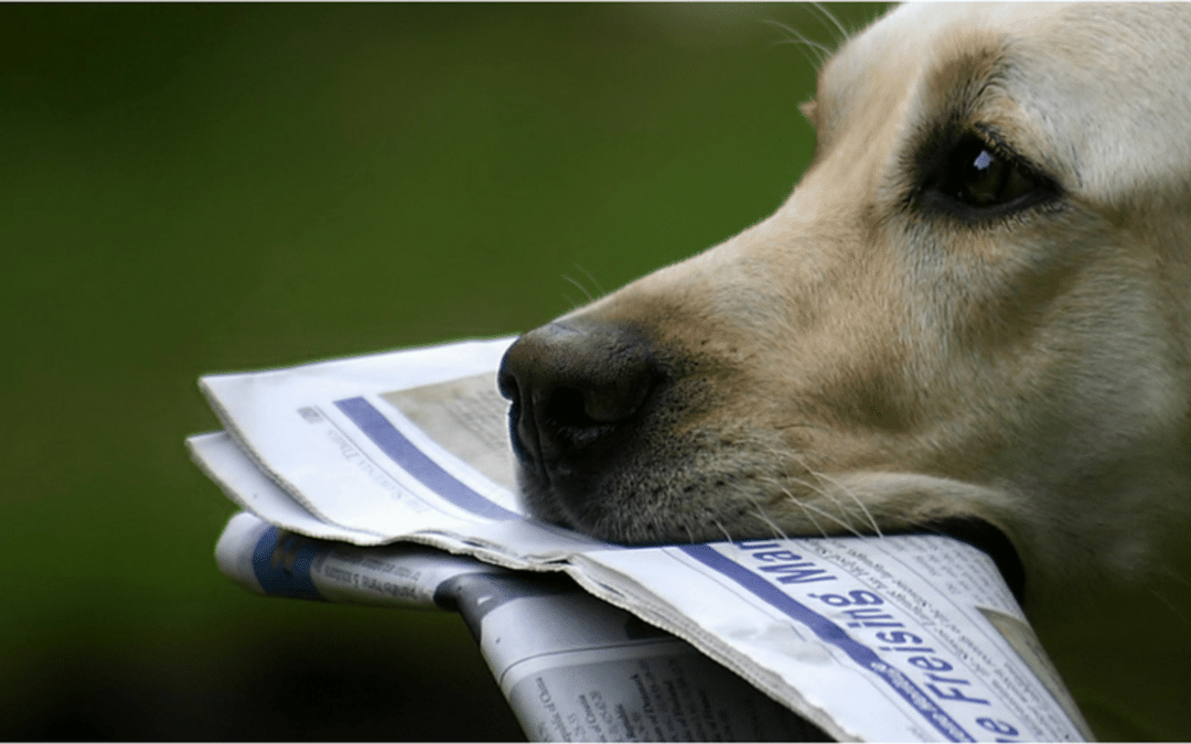 Dog Dementia: Signs, Symptoms, Prevention, & Treatment