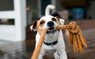 A Complete Guide to Dog Behavior Problems