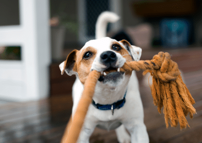 A Complete Guide to Dog Behavior Problems
