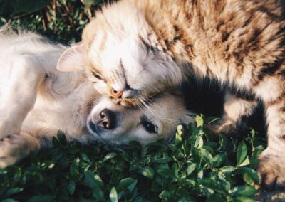 Healthy Skin and Coat for Dogs and Cats