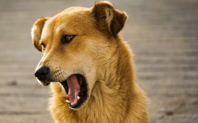 How to Calm an Aggressive Dog