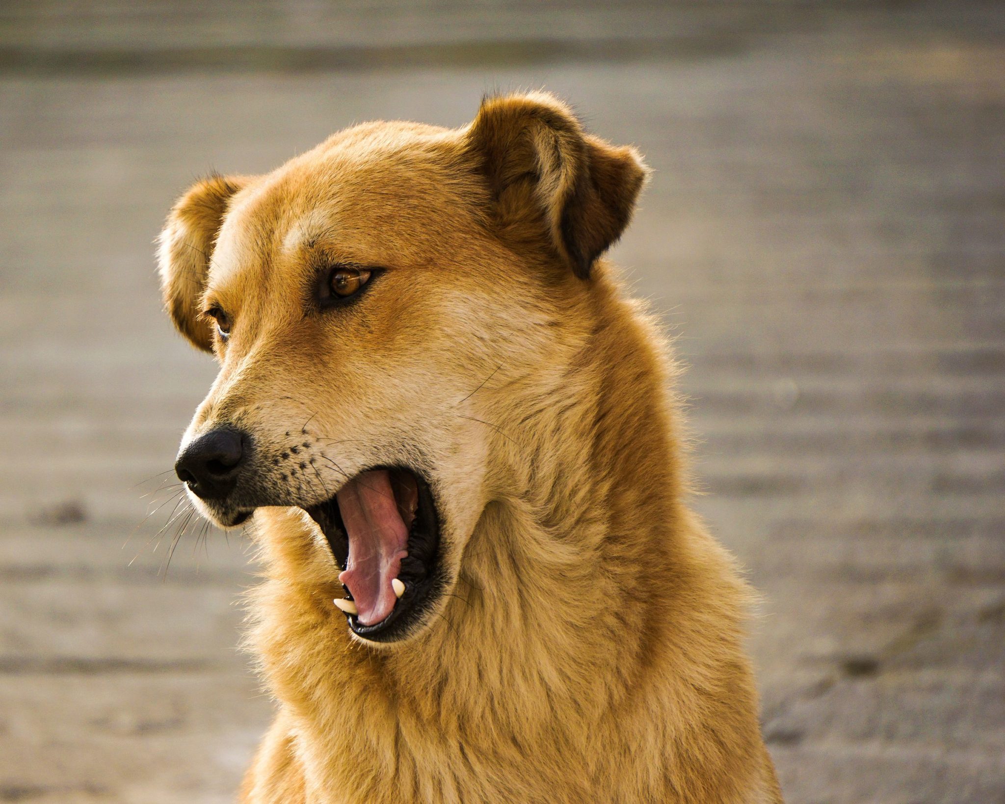 How to Calm an Aggressive Dog