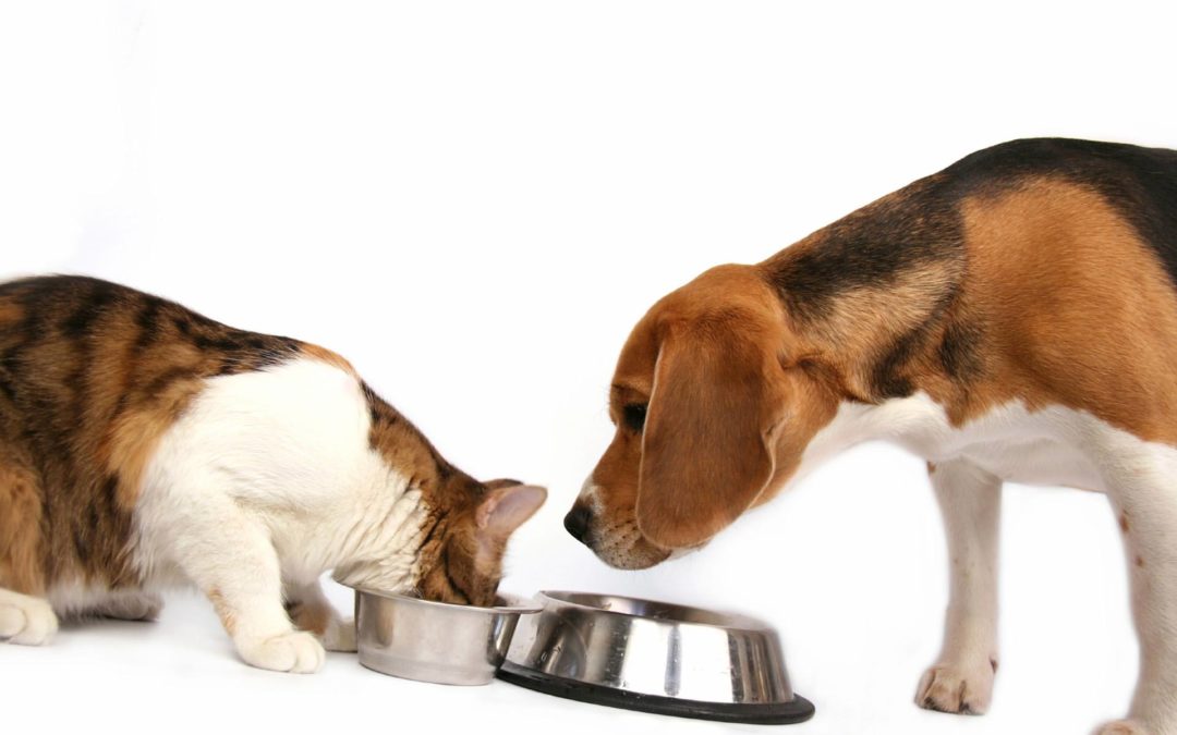 The Importance of Cat & Dog Probiotics