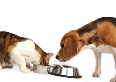 The Importance of Cat & Dog Probiotics