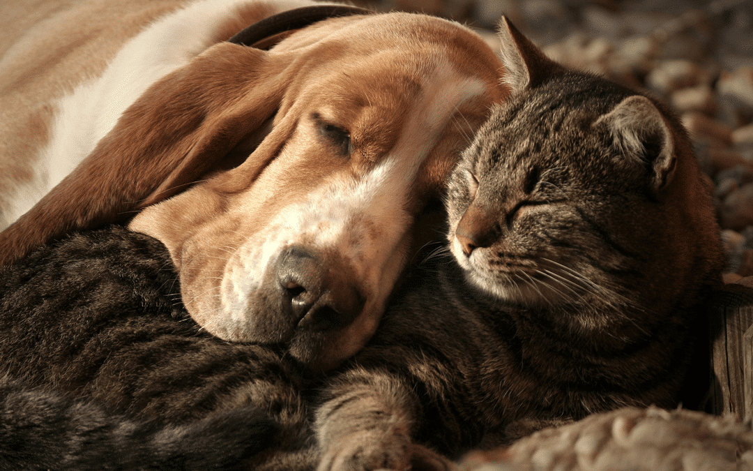Cognitive Dysfunction in Dogs and Cats