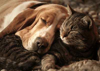 Cognitive Dysfunction in Dogs and Cats