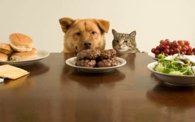 The Rationale for a Raw Cat Food Diet