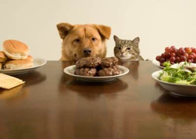 The Rationale for a Raw Cat Food Diet