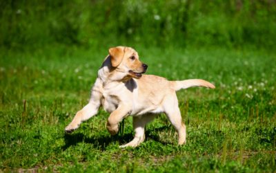 Ask Dr. Bill | Canine Joint Protect