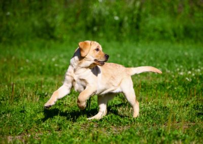 Ask Dr. Bill | Canine Joint Protect