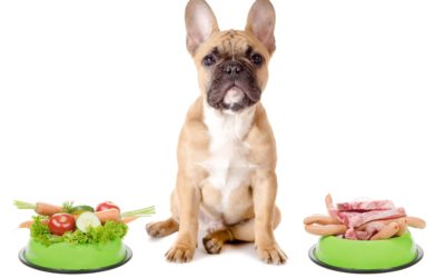 Your Dog Diet Plan: A Biologically Appropriate Approach