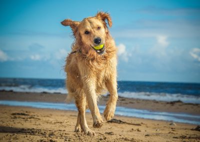 What is Canine Ultimate Fitness & Health?