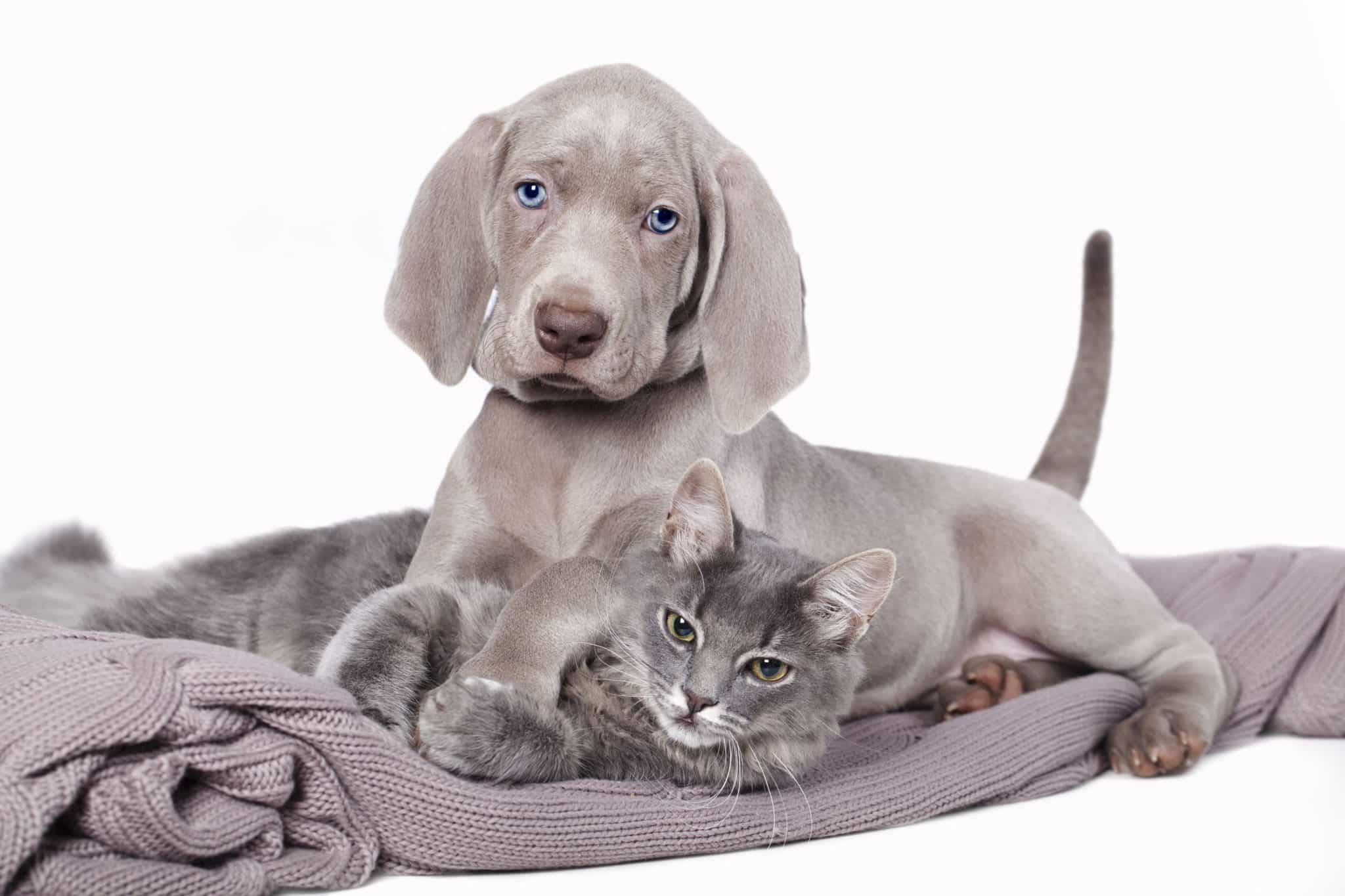gray dog and gray cat on blanket