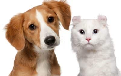 Pet Health – Be on the Defense
