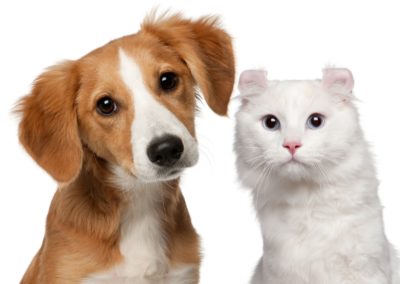 Pet Health – Be on the Defense