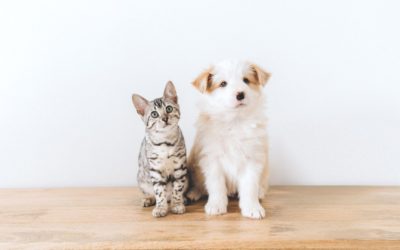 Probiotics for Cats & Dogs: Digestive Support