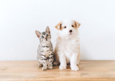 Probiotics for Cats & Dogs: Digestive Support