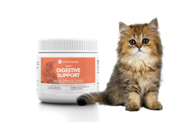 Best Digestive Support Supplement for Cats at Every Age