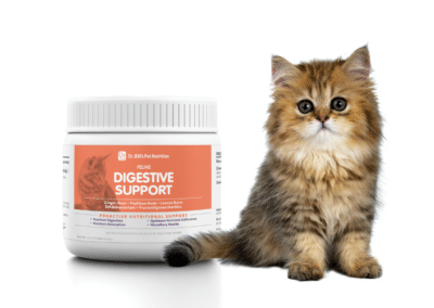 Best Digestive Support Supplement for Cats at Every Age