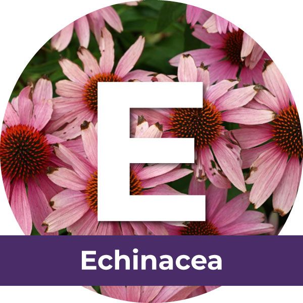 Echinacea Purpurea