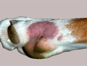 Dog Skin Lesion Protection Products