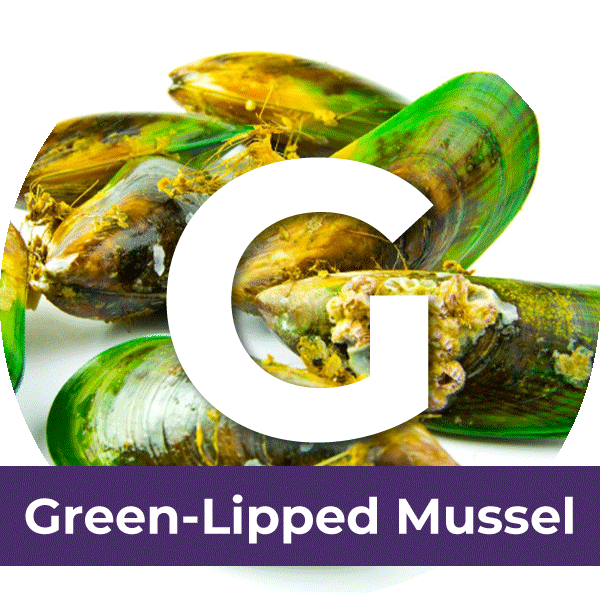 Green-Lipped-Mussels