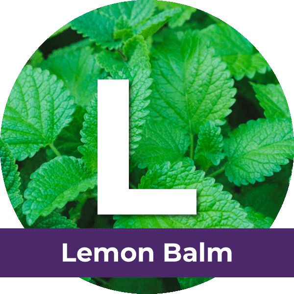 Lemon-Balm