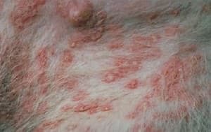 Dog skin disease clearance treatment