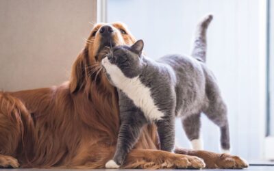 Optimum Skin & Coat | Supplement for Dogs & Cats