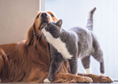 Optimum Skin & Coat | Supplement for Dogs & Cats