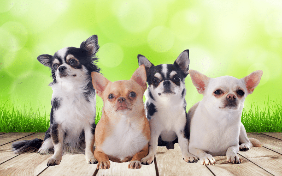 Dog Breed Spotlight: Chihuahua