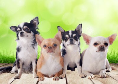 Dog Breed Spotlight: Chihuahua