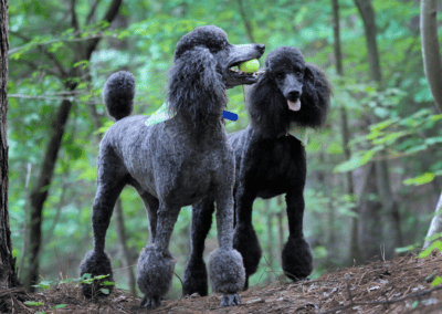 Dog Breed Spotlight: Poodle
