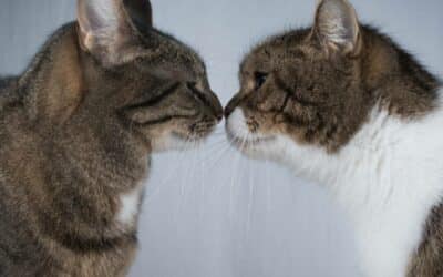 Dr. Bill’s Feline Ultimate Fitness & Health | Optimum Nutrition for Cats