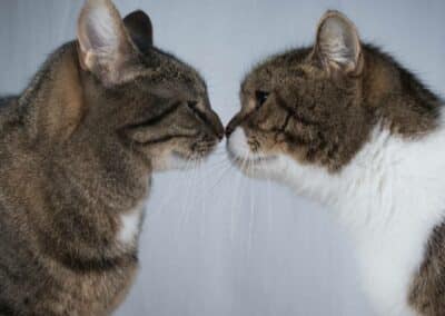 Dr. Bill’s Feline Ultimate Fitness & Health | Optimum Nutrition for Cats