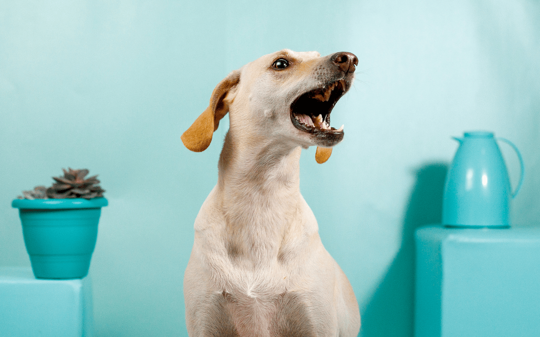 Understanding What Your Dog’s Barking Really Means