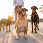 25 Incredible Facts About Dogs