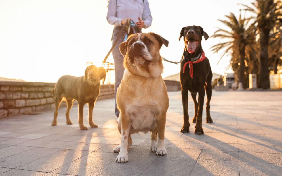 25-incredible-facts-about-dogs-dr-bills-pet-nutrition