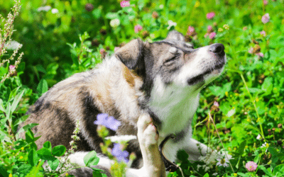 How To Protect Your Dog From Autoimmune Diseases