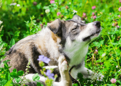 How To Protect Your Dog From Autoimmune Diseases