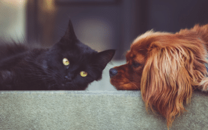 Are cats smarter than dogs
