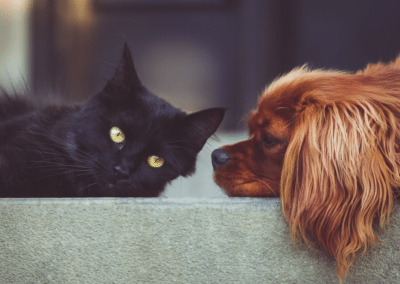 Are Cats Smarter Than Dogs? Explaining Cognitive Differences in Pets